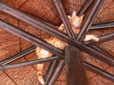 Wood play floor roof Photo