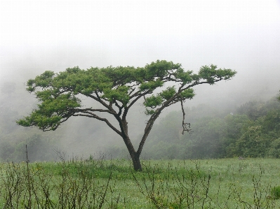 Landscape tree nature forest Photo