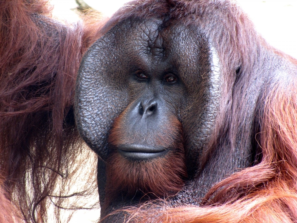 Nature animal en regardant zoo