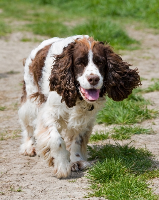 Walking dog animal canine