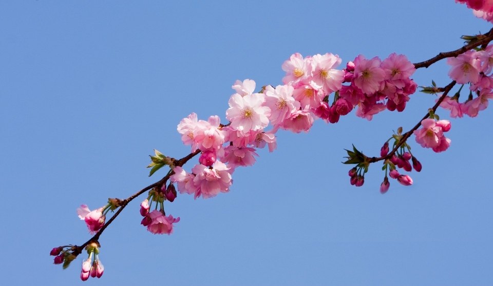 Ramo fiore pianta cielo