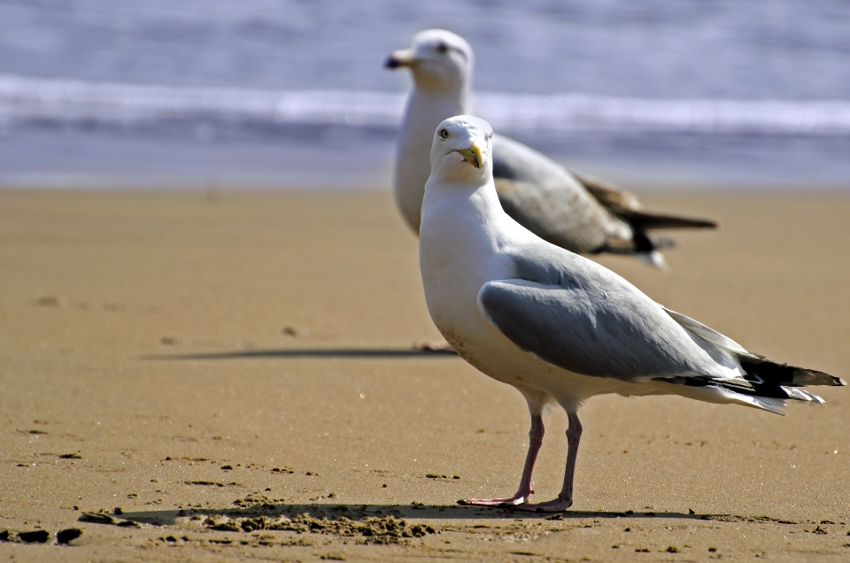 Plage mer horizon oiseau