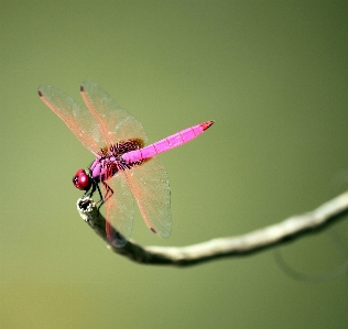 Outdoor branch wing photography Photo