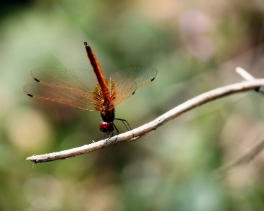 Nature wing photography leaf Photo