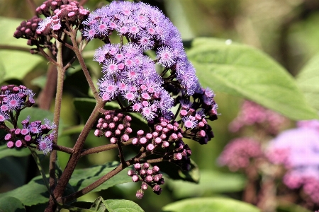 Nature blossom plant stem Photo