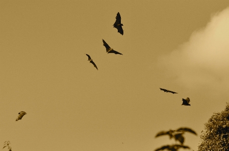 Silhouette bird wing sky Photo