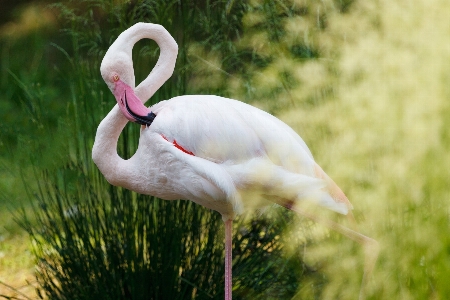 Natur gras draussen vogel Foto