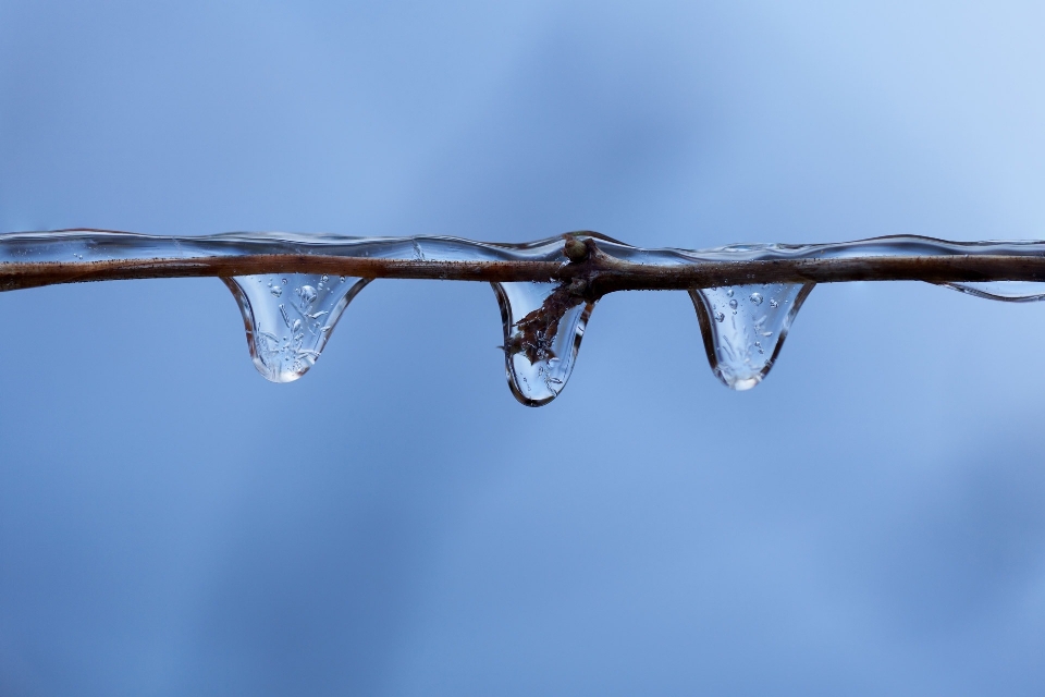 Tree water branch snow