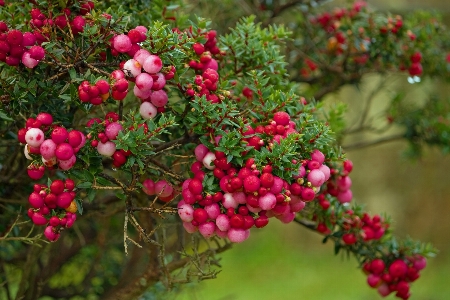 Nature blossom plant fruit Photo