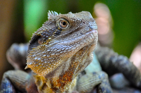 Tier tierwelt kröte reptil Foto