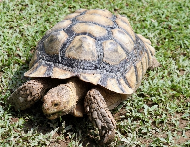 Foto Natureza grama região selvagem
 animal