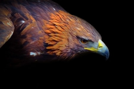 Nature bird wing field Photo