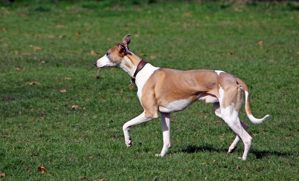 Grass walking dog animal