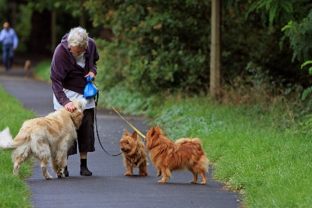 Walking person woman dog Photo