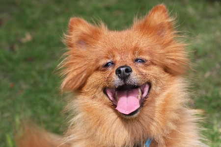 犬 動物 かわいい 犬歯
 写真