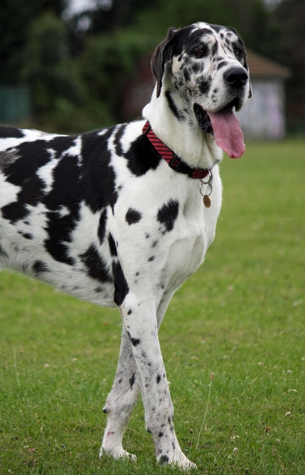 犬 動物 犬歯
 ペット