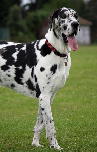 Foto Anjing satwa anjing
 peliharaan