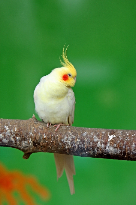 ブランチ 鳥 羽 動物