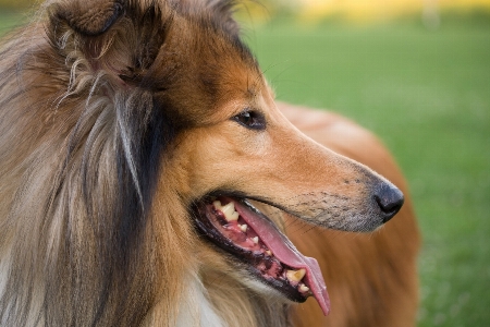 Foto Natureza cachorro canino
 perfil