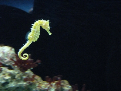 Water underwater biology fish Photo