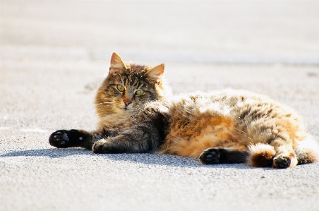 Hair animal cute isolated Photo