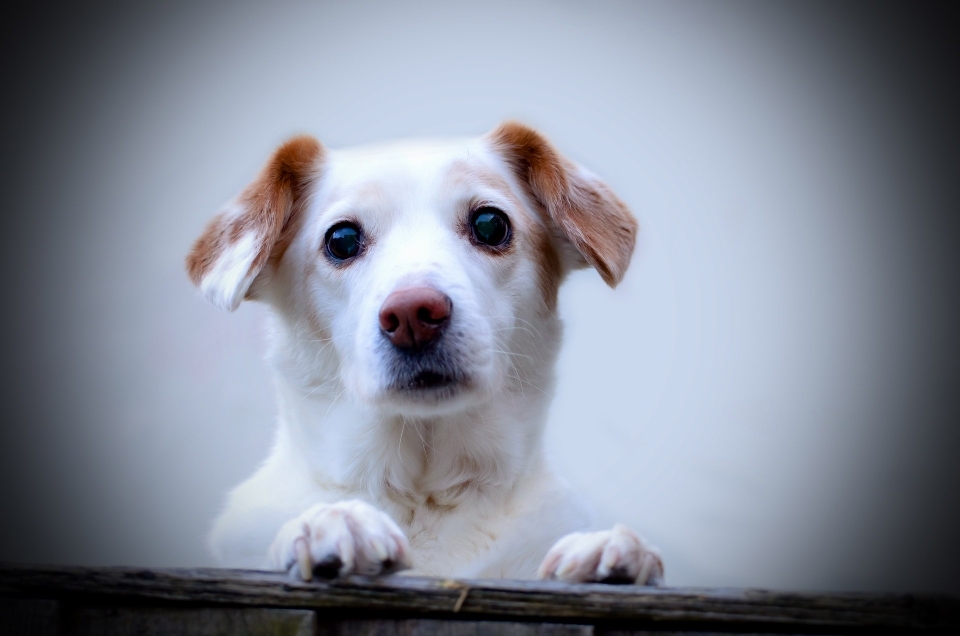 髪 白 子犬 犬