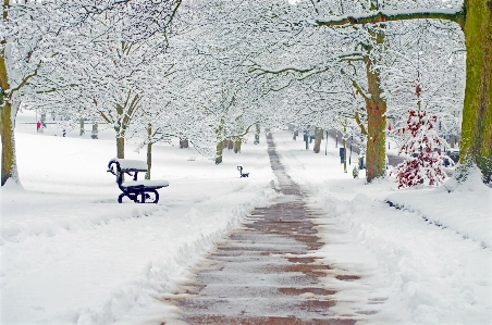 Tree nature branch snow Photo