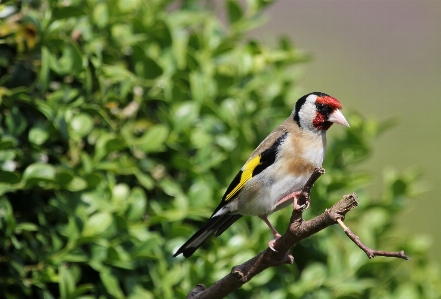 Branch bird flower wildlife Photo