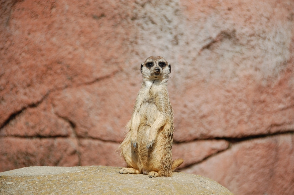 Zwierzę dzikiej przyrody dziki ogród zoologiczny