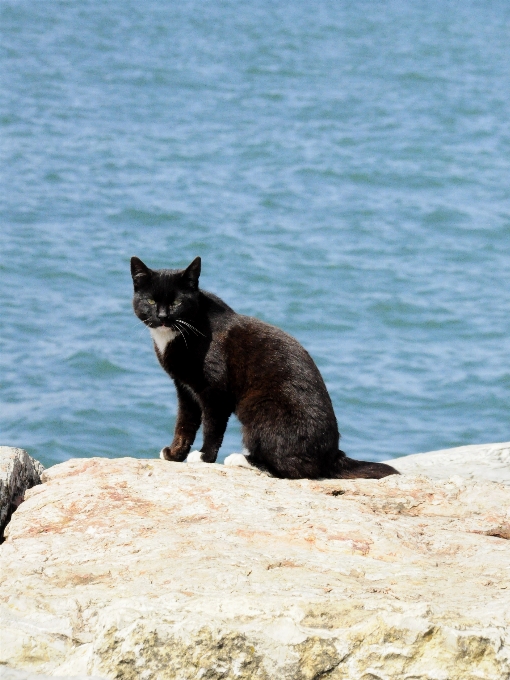 Strand meer haustier katze