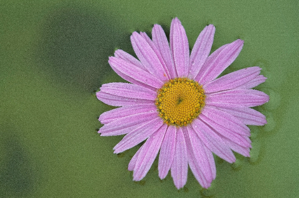 Nature fleurir usine blanc