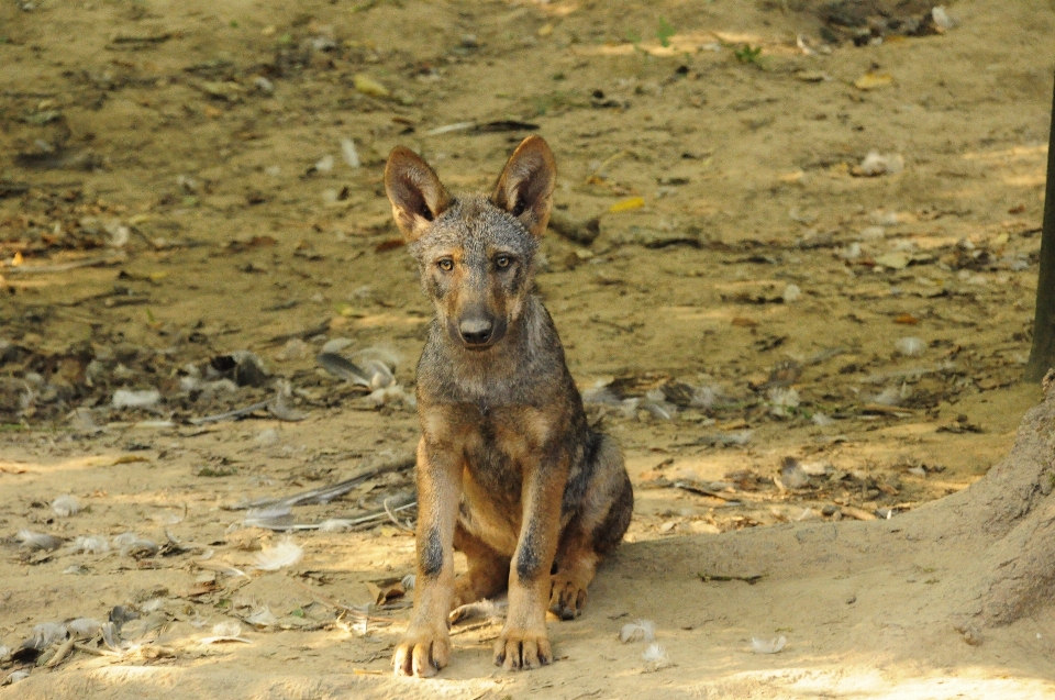 自然 子犬 野生動物 動物園