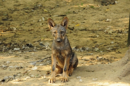 Foto Alam anak anjing margasatwa kebun binatang