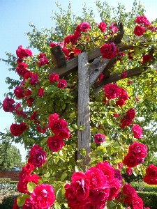 Blossom plant flower bloom Photo