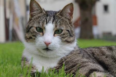 Foto Erba bianco e nero
 animale domestico