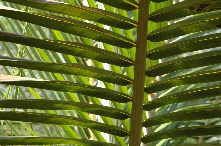 Tree grass branch plant Photo