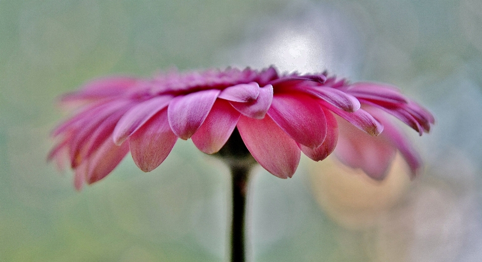 Mekar tanaman putih fotografi