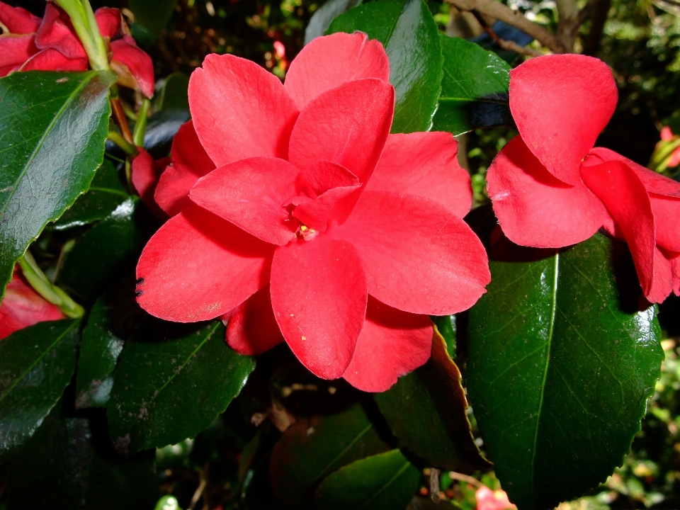 Blossom plant leaf flower