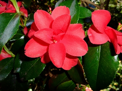 Blossom plant leaf flower Photo