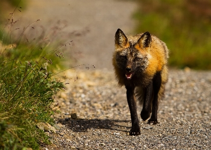 Nature countryside animal country Photo