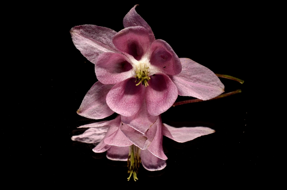 Blossom plant flower petal