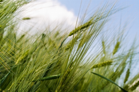 Nature grass growth plant Photo