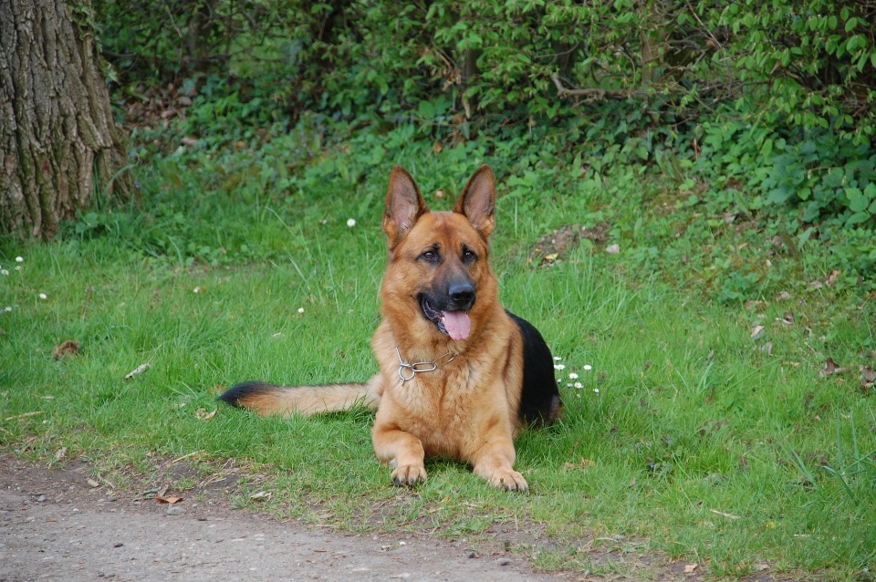 Köpek evcil hayvan memeli köpekler