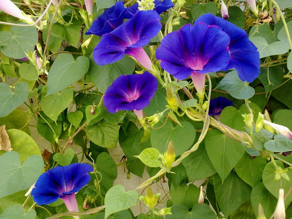 Plantar flor botânica
 azul