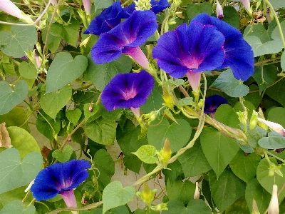 Plant flower botany blue Photo