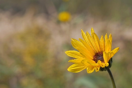 Zdjęcie Natura kwitnąć zakład pole