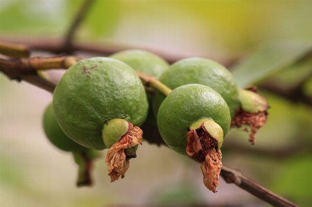 Foto Apple pohon cabang tanaman