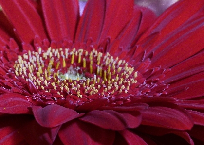 Nature outdoor growth plant Photo