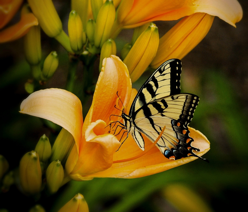 Naturaleza ala planta fotografía