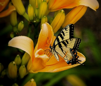 Nature wing plant photography Photo